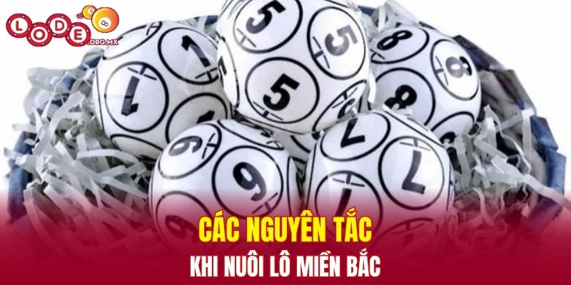 Các nguyên tắc của cao thủ khi nuôi lô miền Bắc