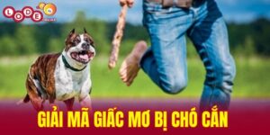 Giải mã giấc mơ bị chó cắn